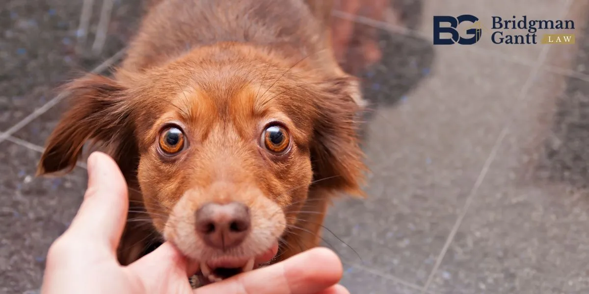 Best Charlotte Dog Bite Lawyer Charlotte Dog Bite Lawyer