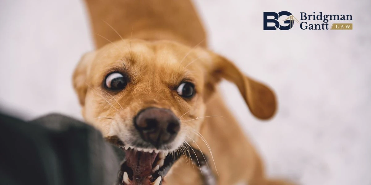 Shelby Dog Bite Lawyer